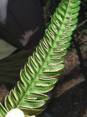Pteris arisanensis