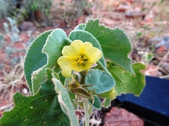 Abutilon leucopetalum