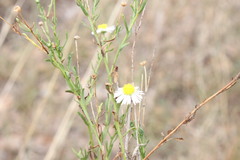 Brachyscome dentata