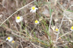 Brachyscome dentata