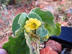 Abutilon leucopetalum