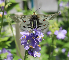 Parnassius clodius claudianus