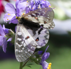 Parnassius clodius claudianus