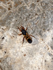 Ectomocoris elegans