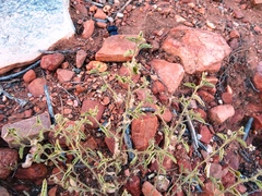 Sida fibulifera
