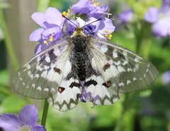 Parnassius clodius claudianus