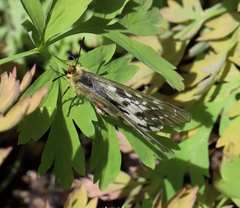 Parnassius clodius claudianus