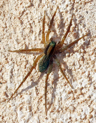 Camptocosa texana