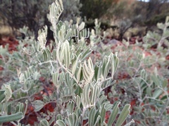 Senna artemisioides helmsii