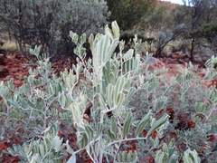Senna artemisioides helmsii