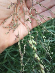 Panicum coloratum
