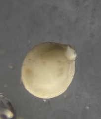 Pyrgo lucernula