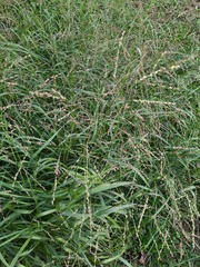Panicum coloratum