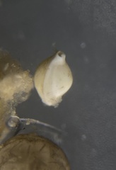 Pyrgo lucernula