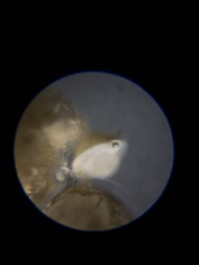 Pyrgo lucernula