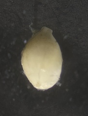 Pyrgo lucernula
