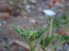 Cleome viscosa