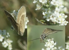 Lithostege castiliaria