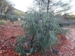 Grevillea striata