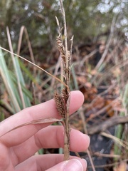 Carex spissa