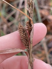 Carex spissa