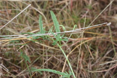 Convolvulus graminetinus