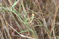 Convolvulus graminetinus