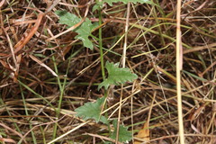 Convolvulus graminetinus