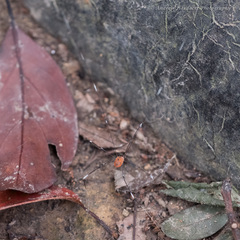 Pseudogagrella splendens