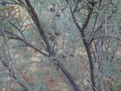 Melaleuca glomerata