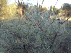 Melaleuca glomerata