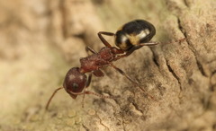 Dolichoderus sibiricus