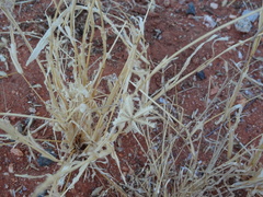 Dactyloctenium radulans