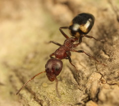 Dolichoderus sibiricus