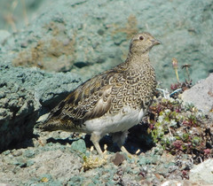 Attagis malouinus