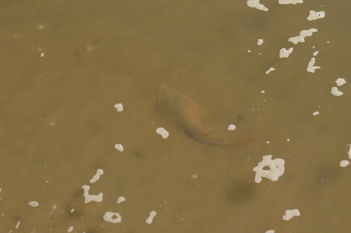 Glaucostegus typus