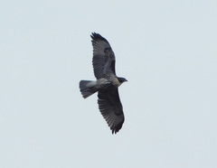 Buteo ventralis