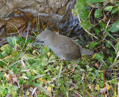 Scytalopus magellanicus
