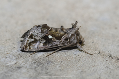 Chrysodeixis illuminata