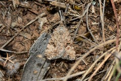 Dichromodes anelictis