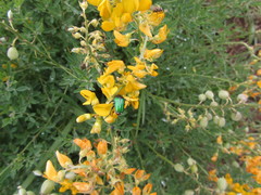 Crotalaria globifera