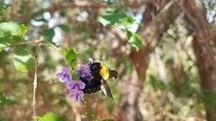 Xylocopa calens