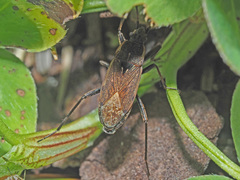Panaorus adspersus
