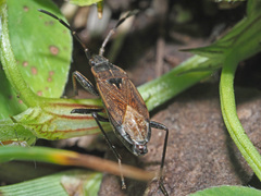Panaorus adspersus