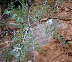 Pelargonium carnosum carnosum