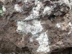 Myriolecis semipallida