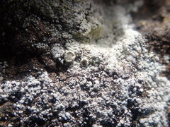 Myriolecis semipallida