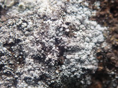 Myriolecis semipallida