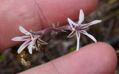 Pelargonium pilosellifolium