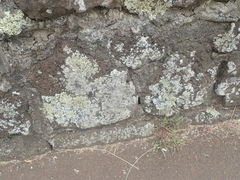 Myriolecis semipallida